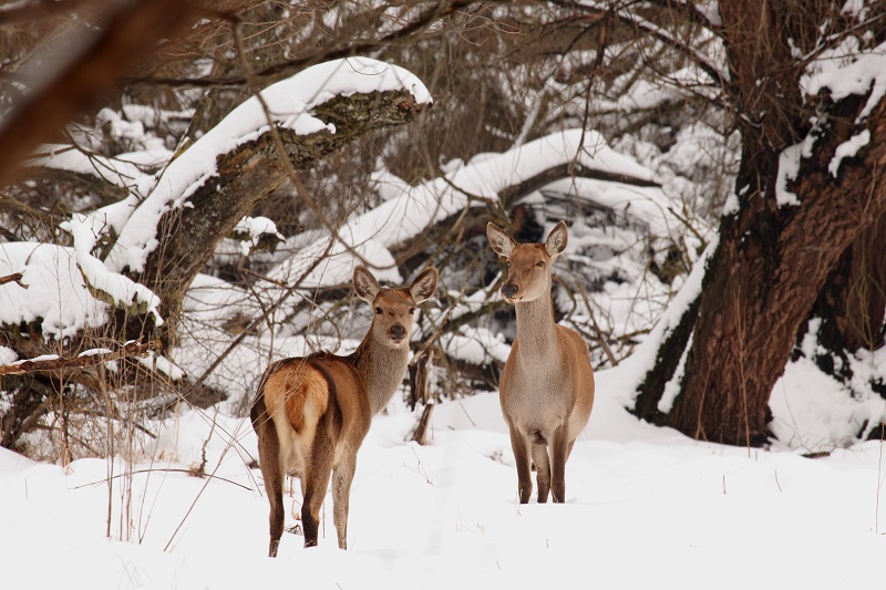 autor-hrvoje-domazetović
