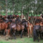 0004 hrvatski posavac