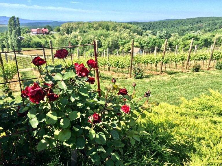 Stazama vina, ruža, okusa – upoznajte Požeško slavonski raj