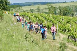 Uspješno održano četvrto izdanje Istria Wine & Walka (4)