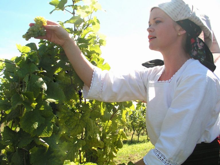 Explore green Kutjevo – taste wine region