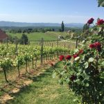 Markota-cesta-ruža-i-vina