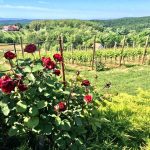 Pleternički-vinogradi-Markota-1