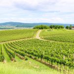 Vinograd – Pleternica