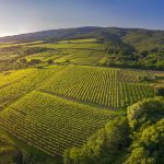 Vinogradi – Kutjevo