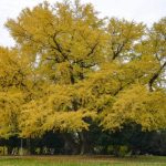 Ginkgo-Biloba-sipred-Dvorca-Janković-autor-Predrag-Uskoković-1-1-768×508