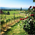 Ruže-i-vino-Pleternica