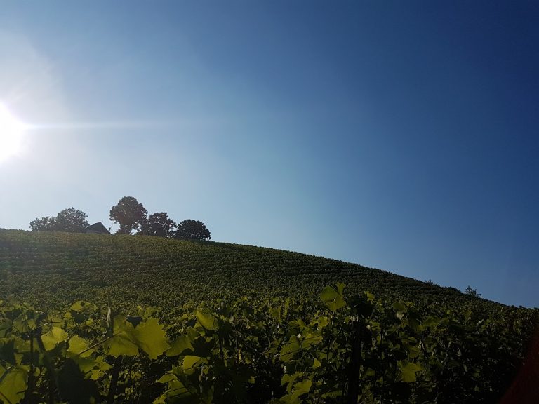 Moslavina – vinorodna domovina opojnog škrleta