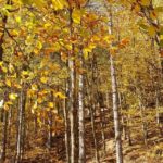 FB_IMG_1568008786529