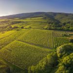 Vinogradi – Kutjevo naslovna