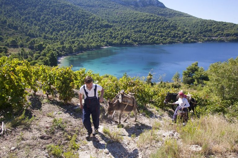 Još samo dva dana do najveće vinske fešte na Pelješcu