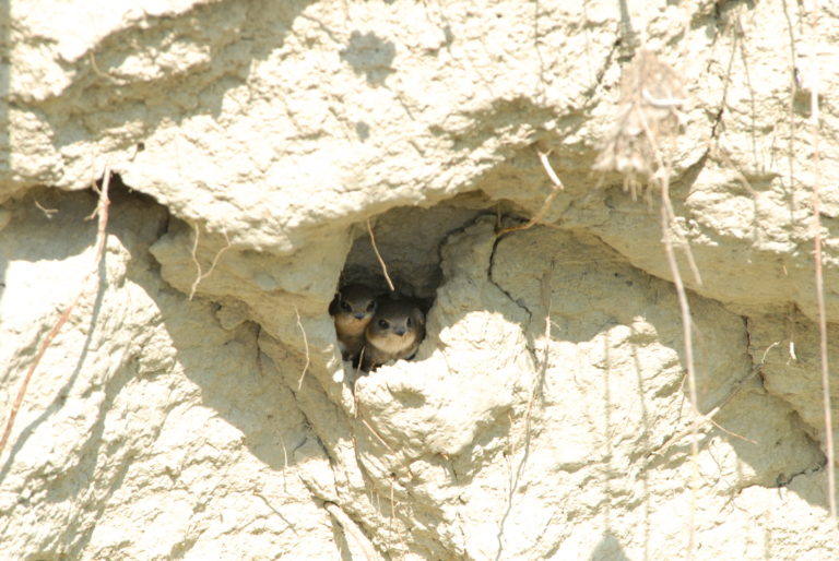 Najmanje europske lastavice vratile su se s juga na Dravu