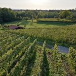 Vinska kuća Kašner