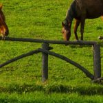 NA MALENOM BRIJEGU 2