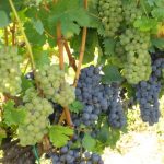 opg-matej-kovacevic-634988558379796641-5_660_405