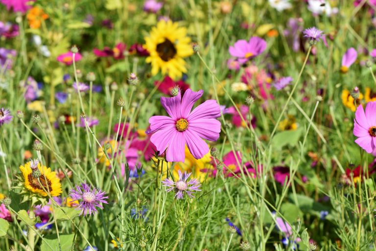 The game of flowers start with spring