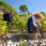 Peljesac_izvor PZ Putnikovic 01