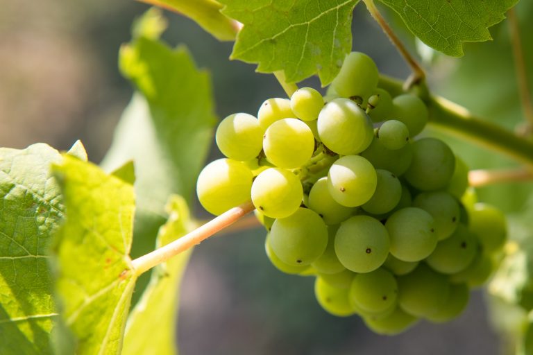 Uskoro prva wine and walk manifestacija u Zlatnoj Slavoniji