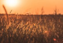 Ulaganje u manifestacije i branding gastronomije kao recept za uspjeh – intervju Renata Forjan