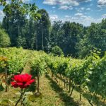 Vinograd-i-OPG-Glavica