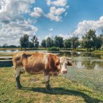 zivotinje-u-lonjskom-polju