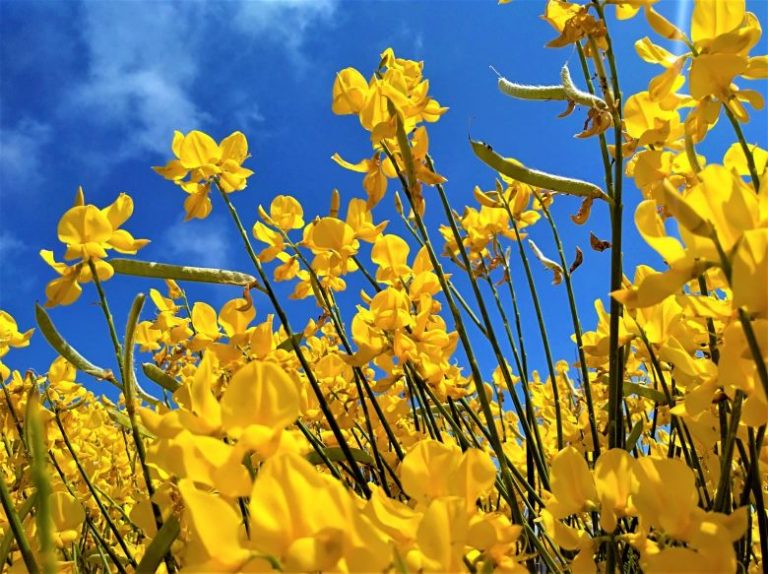 Cvijet kao vodič – žuta i mirisna brnistra otkriva općinu Ližnjan u proljeće