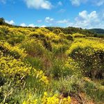 03-Grmovi-brnistre_-foto-Latinka-Janjanin