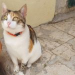 Jedina-maca-voljna-pozirati