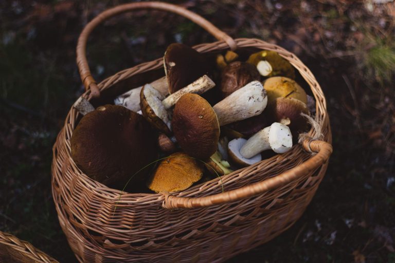 Spremni za sedmi FungiFest?