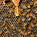 honey-bees-g3a1e62653_1920