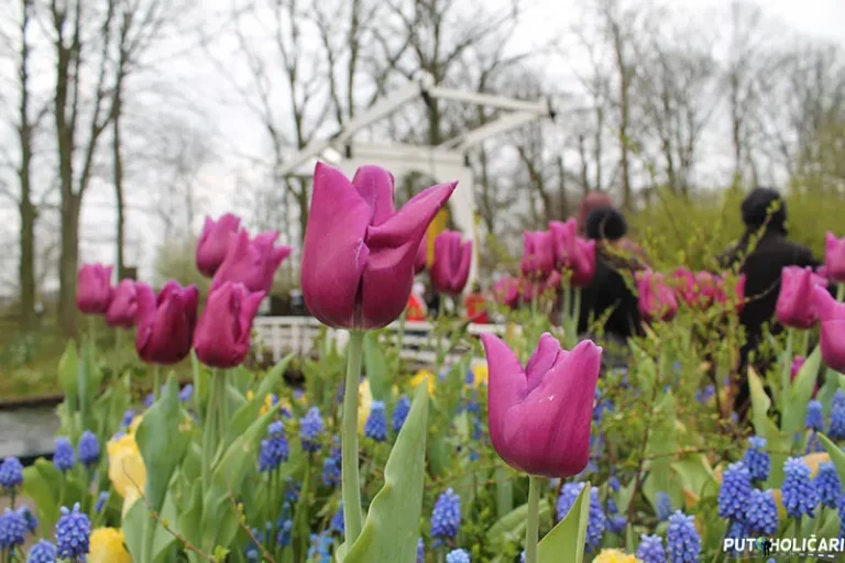 Čarobni vrtovi cvijeća u Nizozemskoj