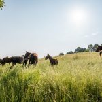 Fotka-48-1068×712-1