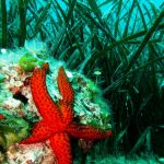 07-Posidonija-u-liznjanskom-podmorju-foto-Anton-Prekalj-