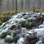 Izvoriste-Sumi-Foto-Boris-Jagetic-Darabos-P1230681