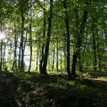 Sumska-prostranstva_BJD