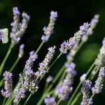 05-Lavanda-s-vodnjanskih-polja_by-Danilo-Dragosavac