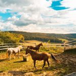 TZBB – Bilogorska konjička staza-127