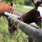 horses-welcome-006