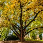 Ginko-biloba-008 (1)