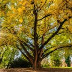Ginko-biloba-008