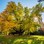 Ginko-biloba-010