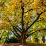 Ginko-biloba-008-1068×712