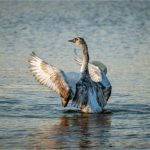 Poilovlje-022-1024×683