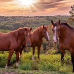 tzbbz-rotator-jahanje-002