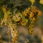 11.-Grozd-Skrleta-Memory-Lane-scaled