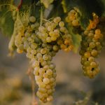 12. Grozd Škrleta – Memory Lane