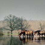 Foto konji Saša Pjanić