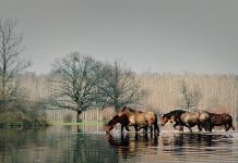 U srcu ove zime istražite najljepše krajolike i krenite na izlet koji odmara i puni baterije u Sisačko – moslavačkoj županiji