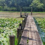 I.Tomljenović – Lonjsko polje