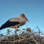 J. Haleuš_Čigoč_Lonjsko polje
